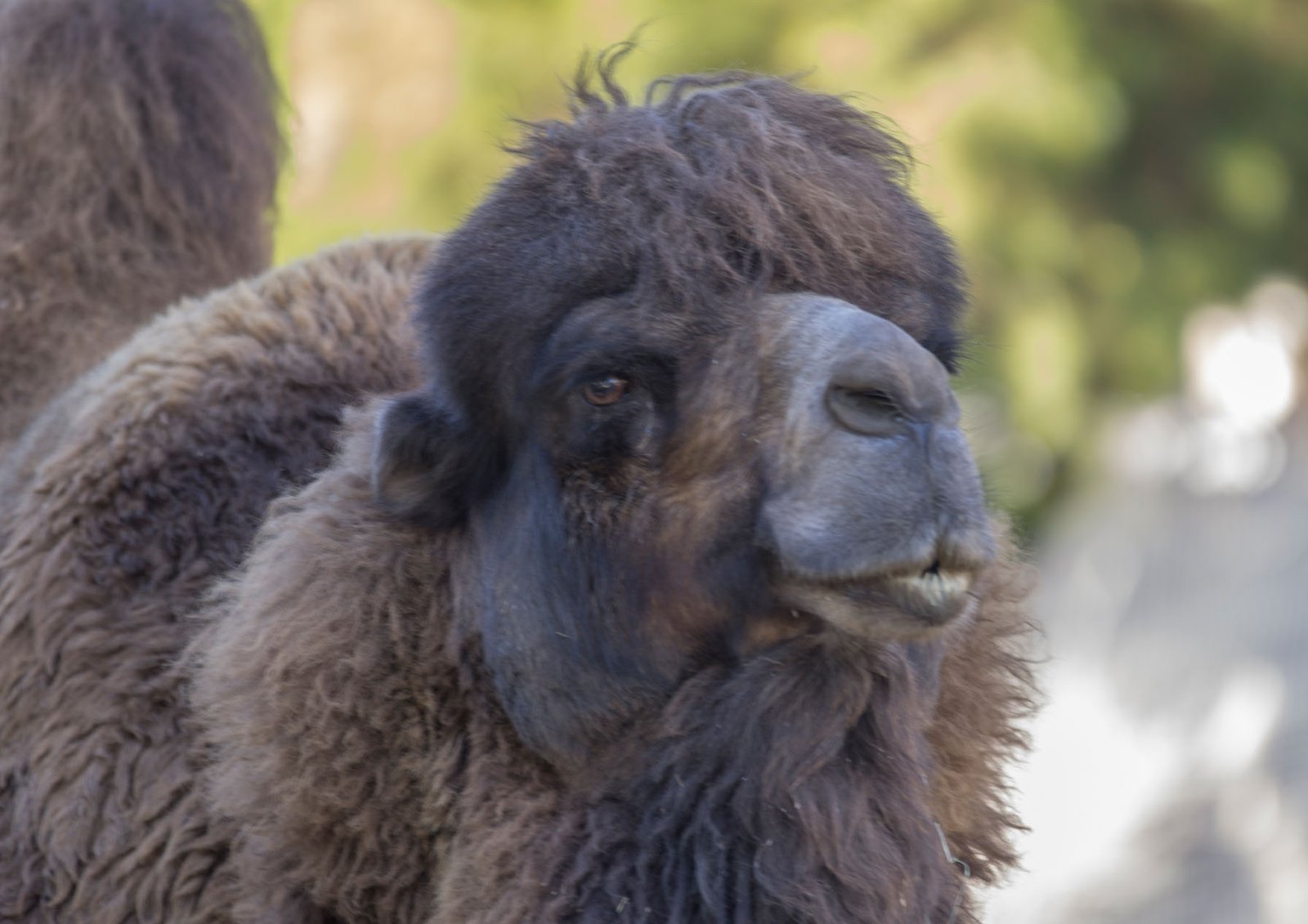 San Diego Zoo Part I 032